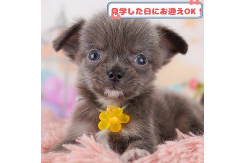 成約済の神奈川県のチワワ(ロングコート)-372928の1枚目